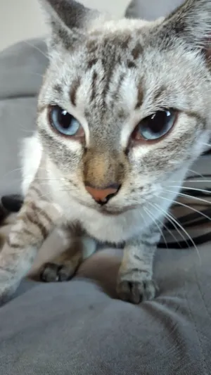 Gato raça SRD-ViraLata idade 1 ano nome PIPOKA