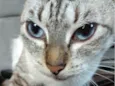 PIPOKA