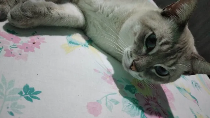 Gato raça SRD-ViraLata idade 1 ano nome Pao de Queijo