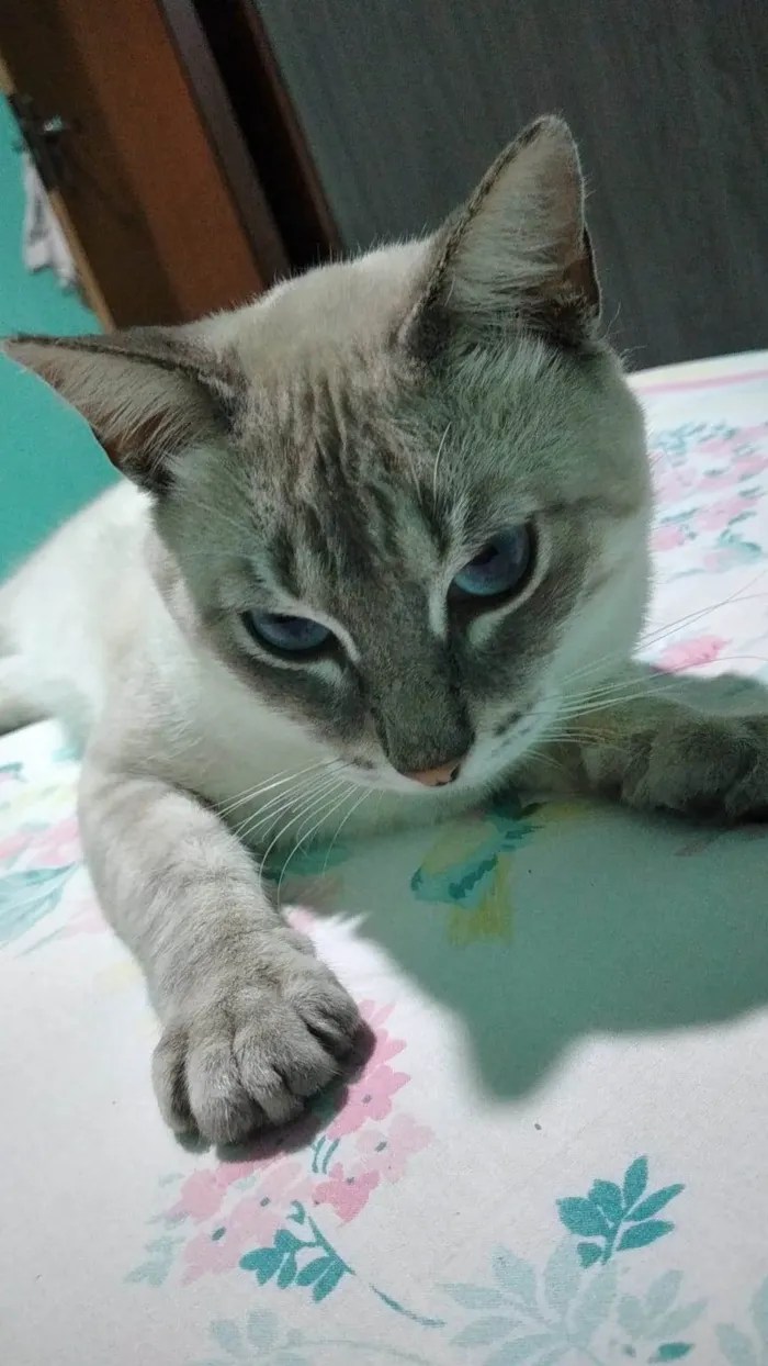 Gato raça SRD-ViraLata idade 1 ano nome Pao de Queijo