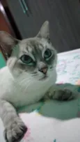 Pao de Queijo
