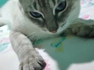 Gato raça SRD-ViraLata idade 1 ano nome Pao de Queijo