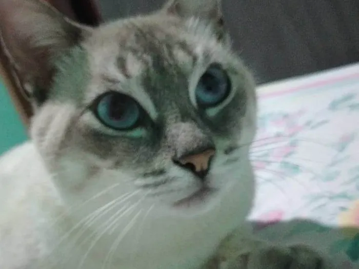 Gato raça SRD-ViraLata idade 1 ano nome Pao de Queijo