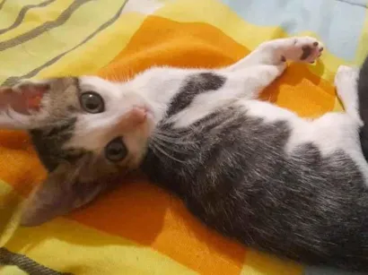 Gato raça SRD-ViraLata idade 2 a 6 meses nome  Ainda não tem nome