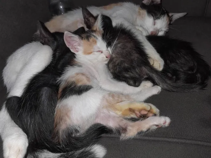 Gato raça Áspera com American Shorthair  idade Abaixo de 2 meses nome Leo, Lili, Mel 