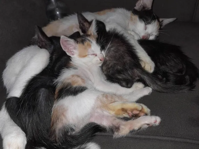 Gato raça Áspera com American Shorthair  idade Abaixo de 2 meses nome Leo, Lili, Mel 