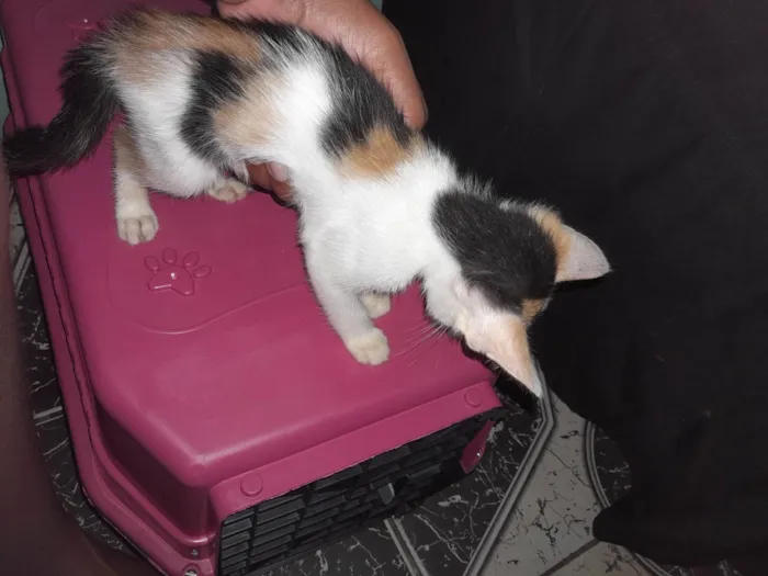 Gato raça Áspera com American Shorthair  idade Abaixo de 2 meses nome Leo, Lili, Mel 