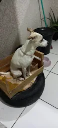 Milly e lolla