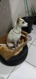 Milly e lolla