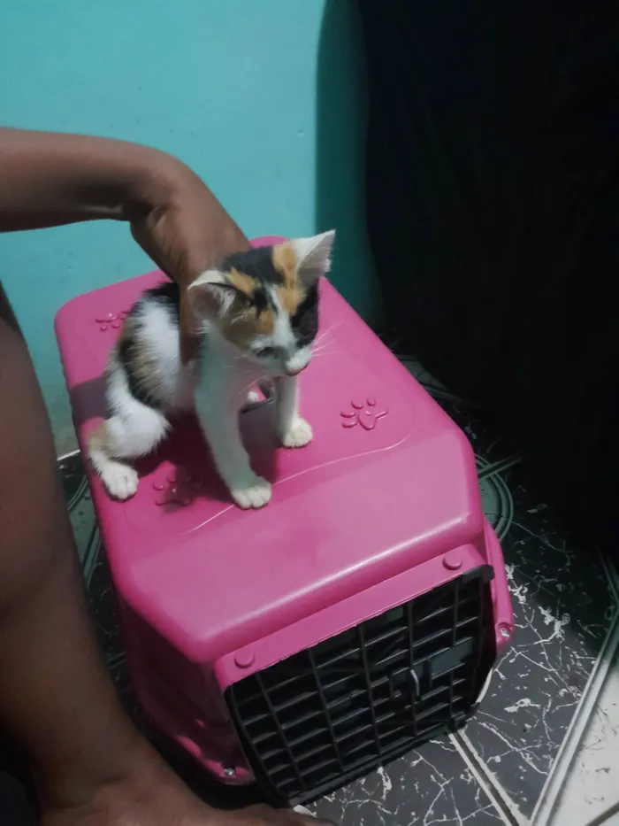 Gato raça Áspera com American Shorthair  idade Abaixo de 2 meses nome Leo, Lili, Mel 