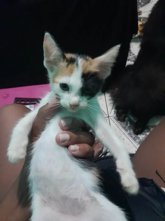 Gato raça Áspera com American Shorthair  idade Abaixo de 2 meses nome Leo, Lili, Mel 