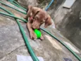 Pandora 