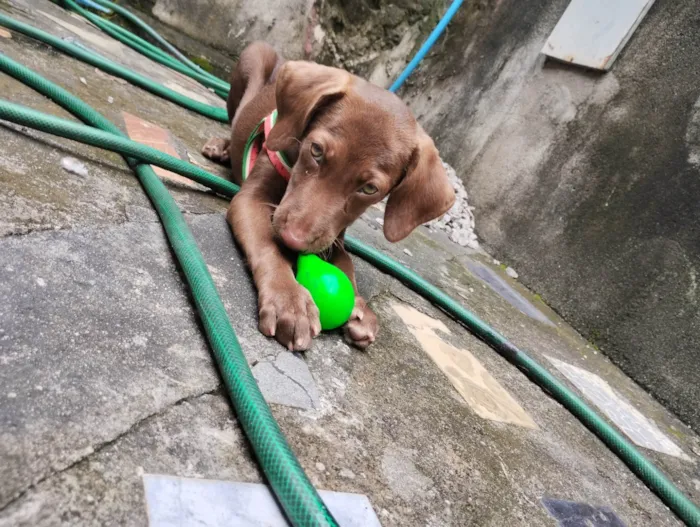 Cachorro raça Labrador idade 2 a 6 meses nome Pandora 