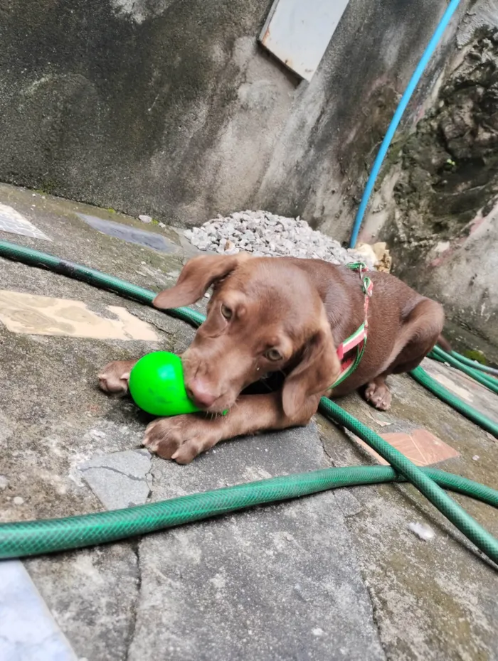 Cachorro raça Labrador idade 2 a 6 meses nome Pandora 