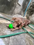 Pandora