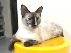 Gato raça SRD idade 2 a 6 meses nome Margaridinha