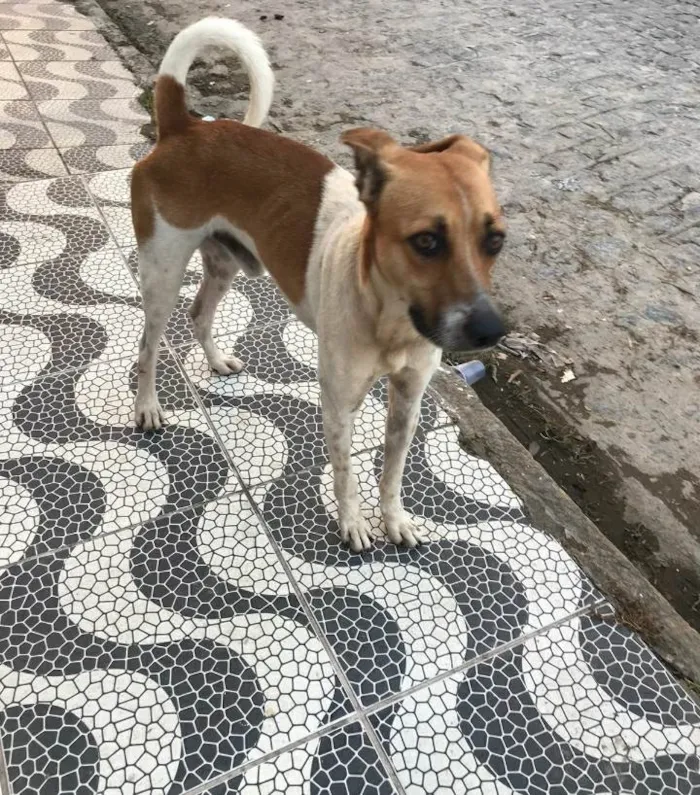 Cachorro ra a SRD idade 1 ano nome Não sei