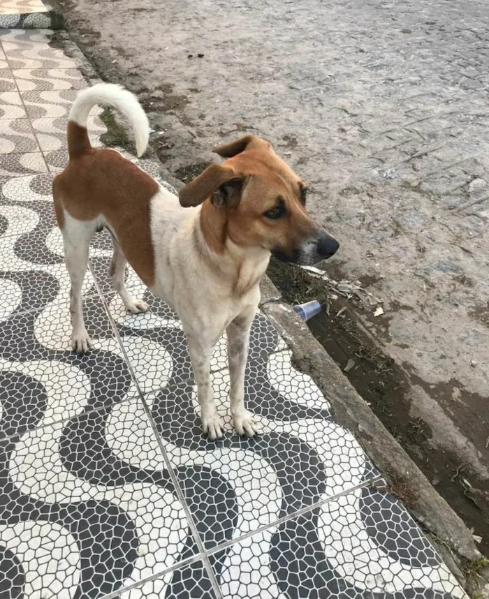 Cachorro ra a SRD idade 1 ano nome Não sei