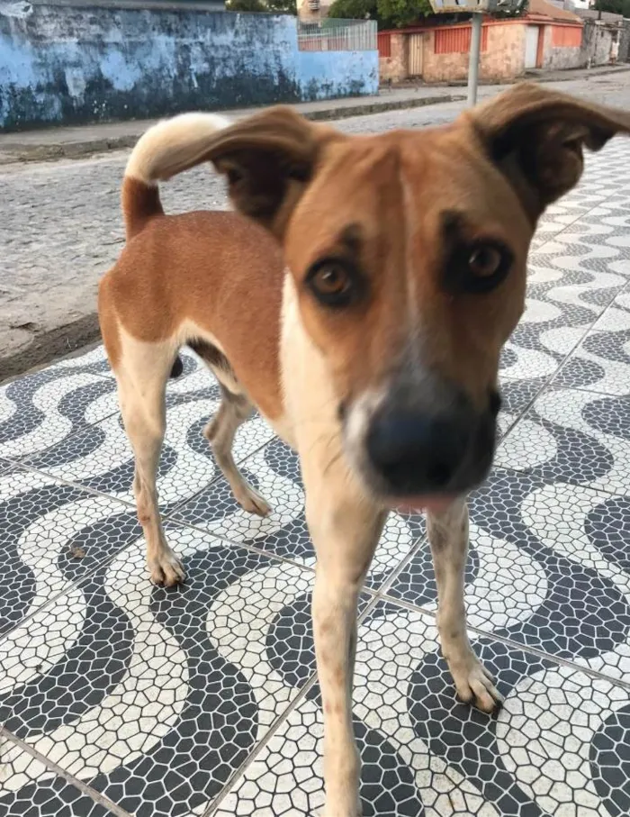 Cachorro ra a SRD idade 1 ano nome Não sei