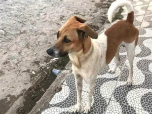 Cachorro raça SRD idade 1 ano nome Não sei