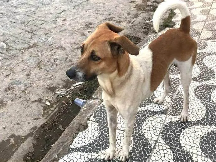 Cachorro ra a SRD idade 1 ano nome Não sei