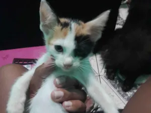 Gato raça Áspera com American Shorthair  idade Abaixo de 2 meses nome Leo, Lili, Mel 