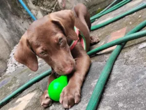 Cachorro raça Labrador idade 2 a 6 meses nome Pandora 