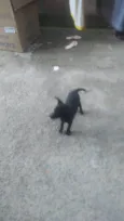 Akita