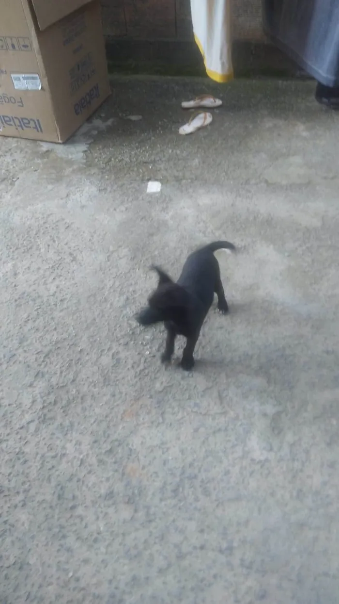 Cachorro ra a Akita misturado idade Abaixo de 2 meses nome Akita