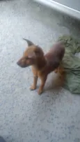 Akita
