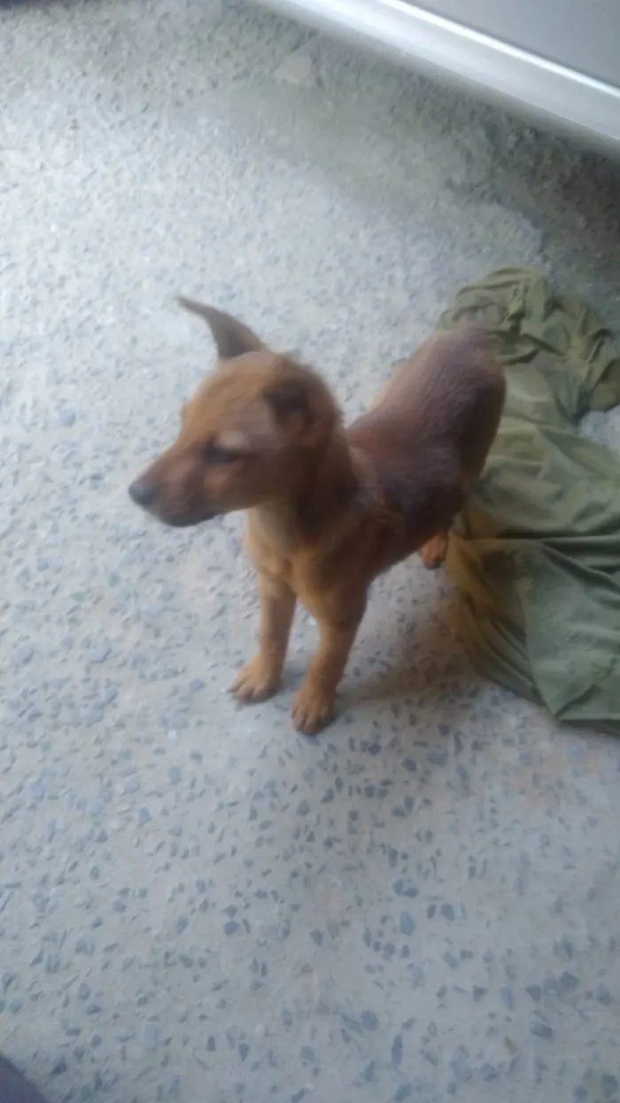 Cachorro ra a Akita misturado idade Abaixo de 2 meses nome Akita