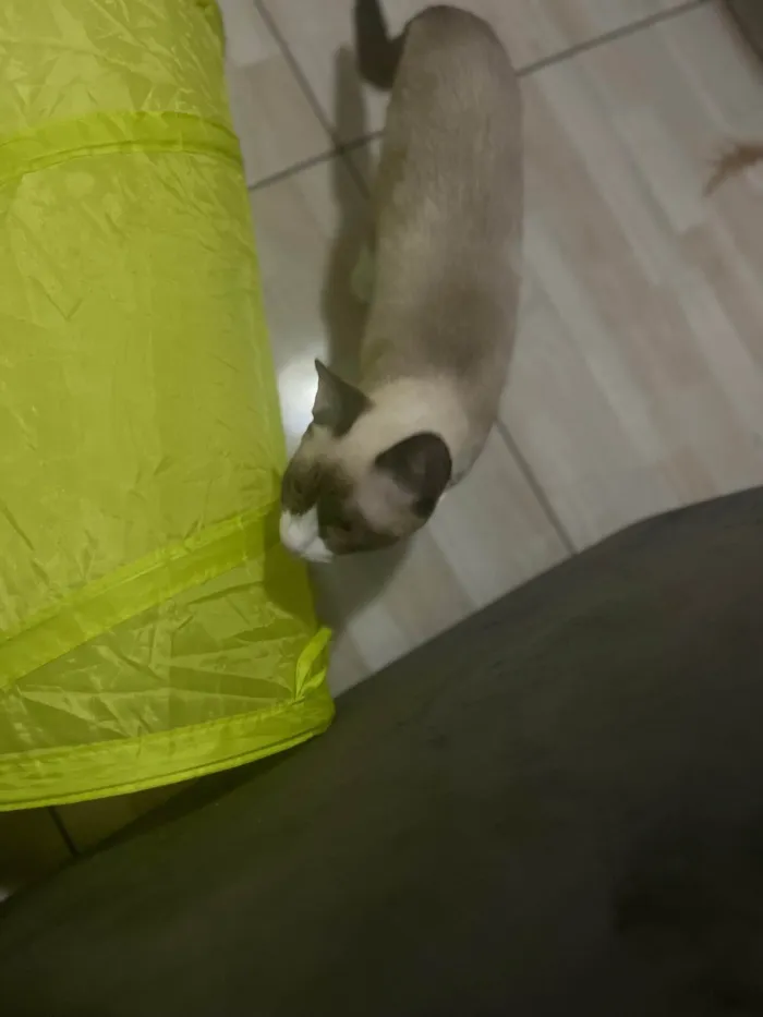 Gato ra a SRD-ViraLata idade 7 a 11 meses nome Laica 