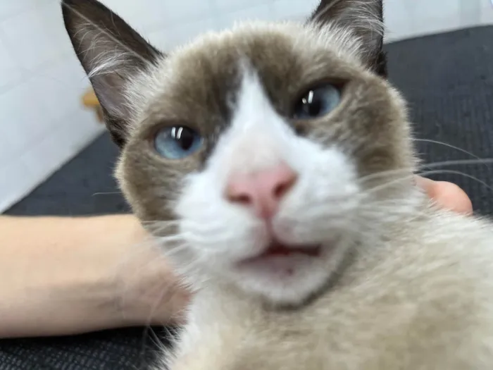 Gato ra a SRD-ViraLata idade 7 a 11 meses nome Laica 