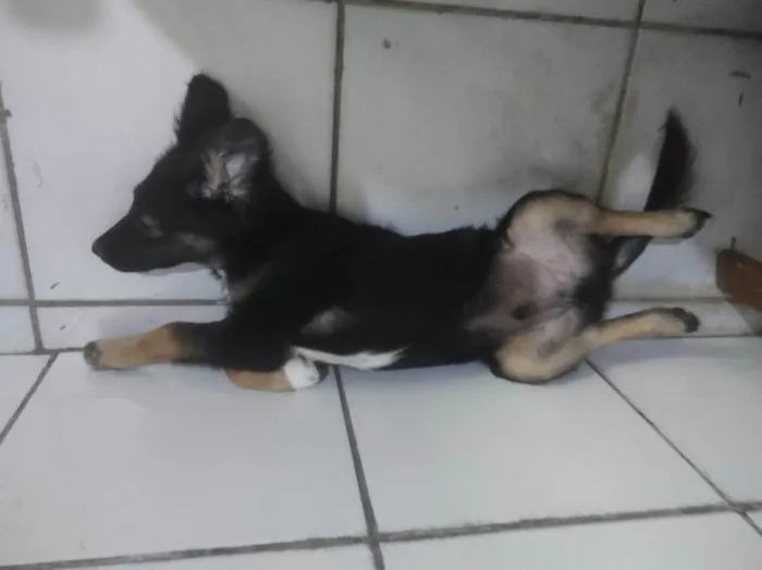 Cachorro ra a Pequinês idade 7 a 11 meses nome Théo