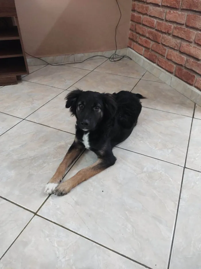 Cachorro ra a Pequinês idade 7 a 11 meses nome Théo