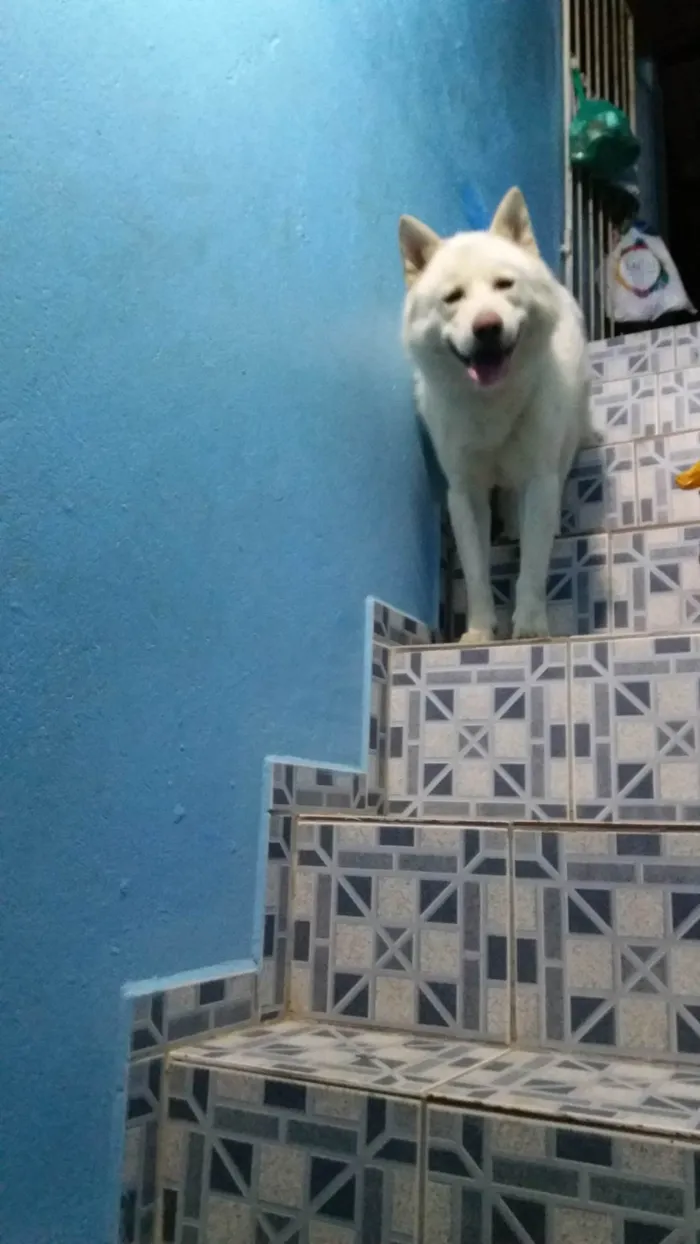 Cachorro raça AKITA idade 6 ou mais anos nome ROMEU