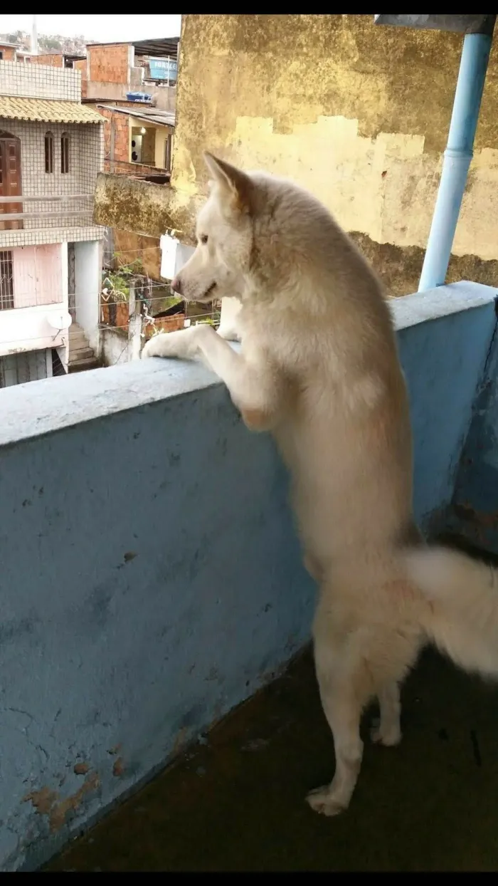 Cachorro raça AKITA idade 6 ou mais anos nome ROMEU