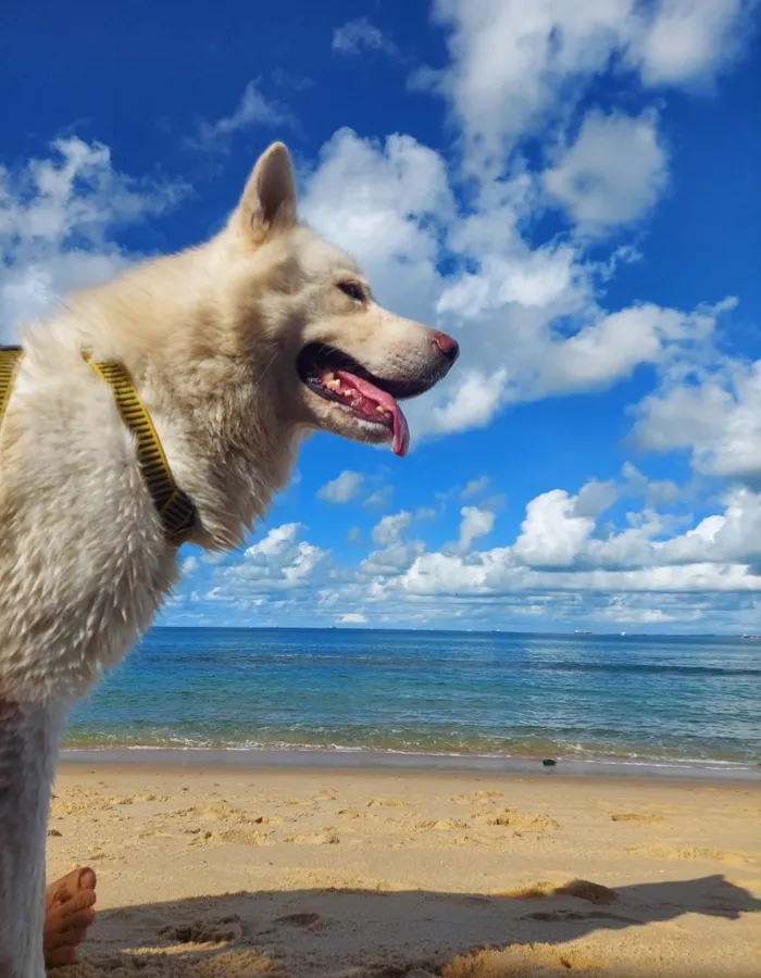 Cachorro raça AKITA idade 6 ou mais anos nome ROMEU