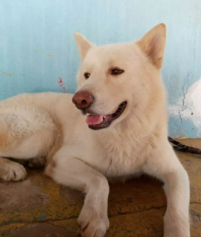 Cachorro raça AKITA idade 6 ou mais anos nome ROMEU