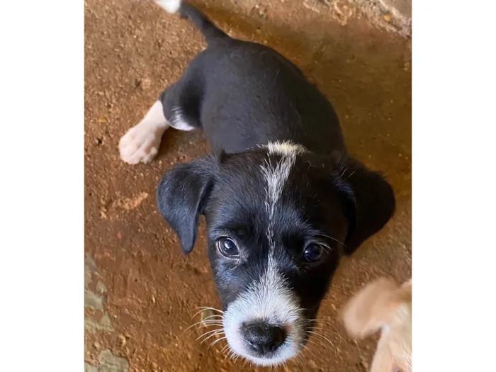 Cachorro ra a  idade 2 a 6 meses nome Meg