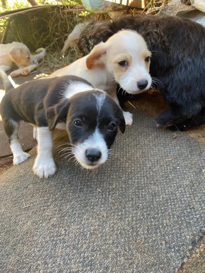 Cachorro ra a  idade 2 a 6 meses nome Meg