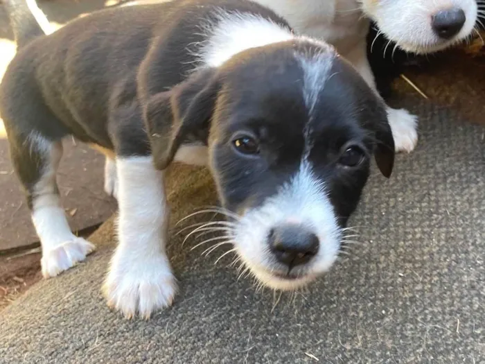 Cachorro ra a  idade 2 a 6 meses nome Meg