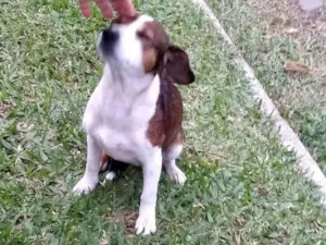 Cachorro raça SRD-ViraLata idade 3 anos nome Kiara