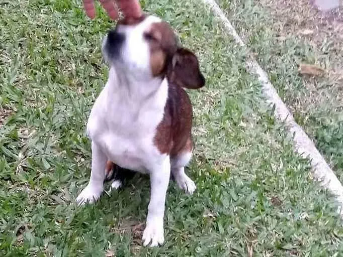 Cachorro ra a SRD-ViraLata idade 3 anos nome Kiara