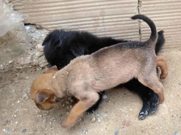Cachorro ra a Akita misturado idade Abaixo de 2 meses nome Akita