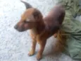 Akita