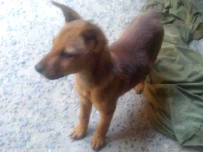 Cachorro ra a Akita misturado idade Abaixo de 2 meses nome Akita