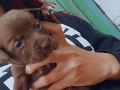 Cachorro raça SRD-ViraLata idade Abaixo de 2 meses nome Dog