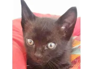 Gato raça SRD-ViraLata idade 2 a 6 meses nome NEGRINHO