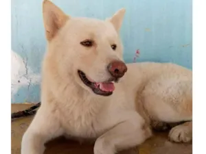 Cachorro raça AKITA idade 6 ou mais anos nome ROMEU